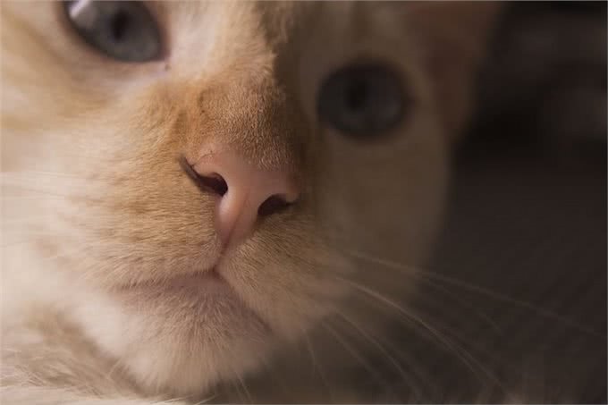 猫会打嗝吗?什么时候应该担心