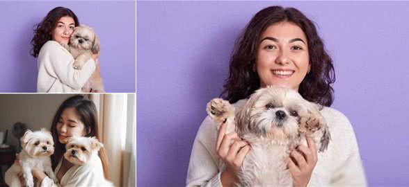 西施犬，小小一只却有着大大的温柔心肠