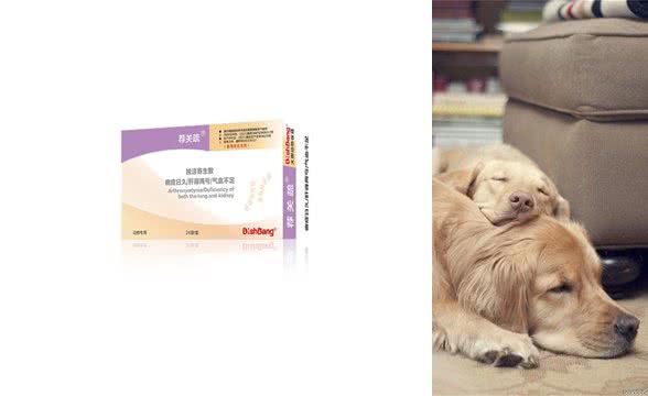 狗狗得了关节炎怎么办?使用中医还是西医药物?