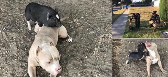 小猪和比特斗牛犬结伴到街上来探险,最终被擒,所幸人家两有主人