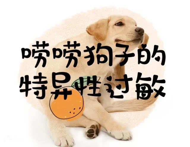 狗子不停抓挠自己，挠耳朵，挠脸，好痒好痒-警惕特异性过敏