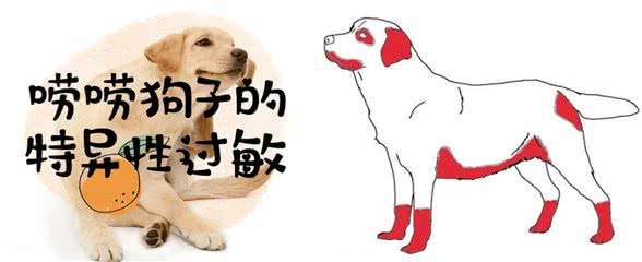 狗子不停抓挠自己，挠耳朵，挠脸，好痒好痒-警惕特异性过敏
