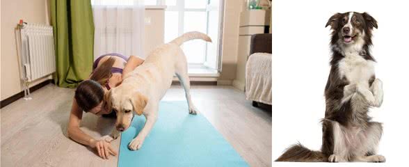 狗狗训练的十个基本动作：从坐下到打滚的完美指南!