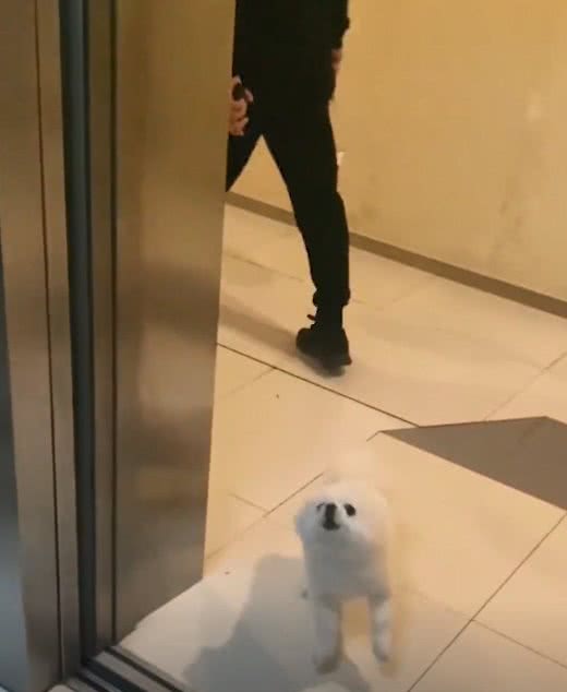 北京小狗电梯墙角站立唯唯诺诺，到站回头嘲讽一波人群:拉它回来