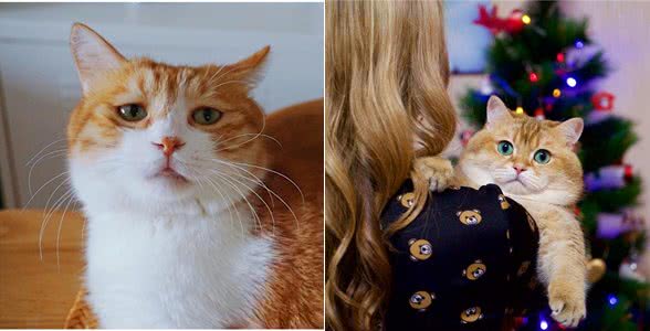 养猫首选这几种猫，不仅长得好看，性格还很好!