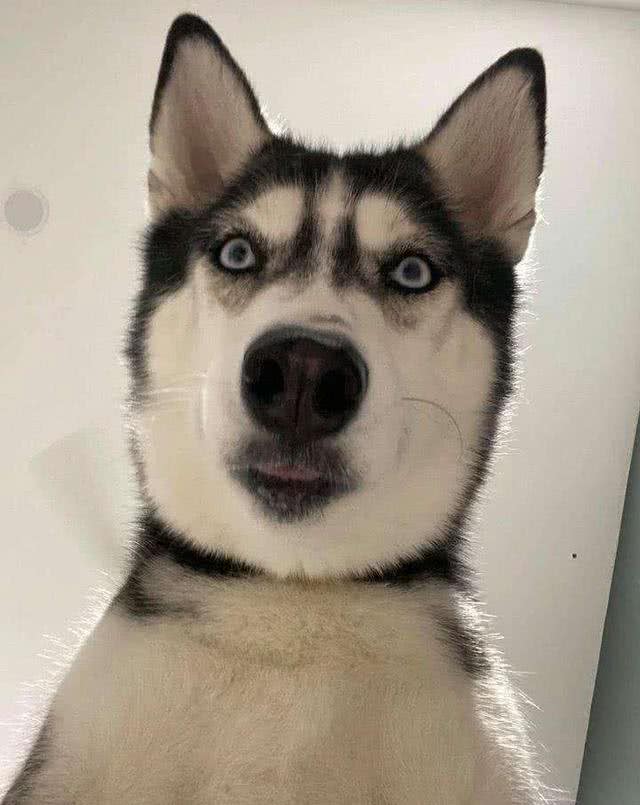 喜欢中型犬，养什么比较好啊?
