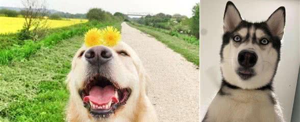 喜欢中型犬，养什么比较好啊?