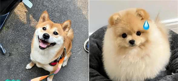 狗狗在家生活幸福的10个标志，你家狗有几个?