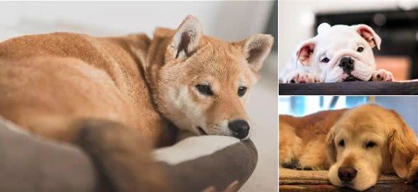 导致狗狗胃肠炎的罪魁祸首，养狗人士一定要知道