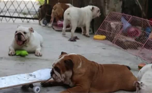 谈谈怎么用最少的钱买到最好的英国斗牛犬
