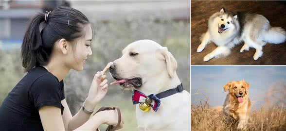 无攻击性的6种狗狗，性格好，可以放心养