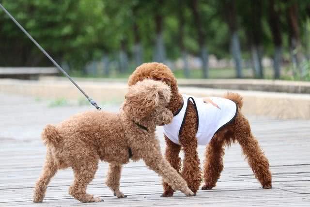 泰迪犬运动训练大揭秘?泰迪犬运动训练中的出色行为解析!