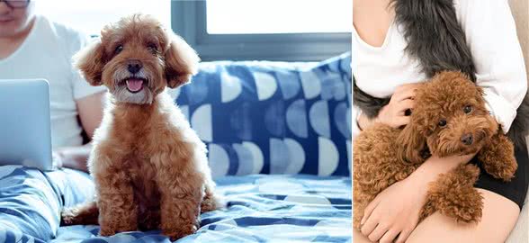 泰迪犬运动训练大揭秘?泰迪犬运动训练中的出色行为解析!