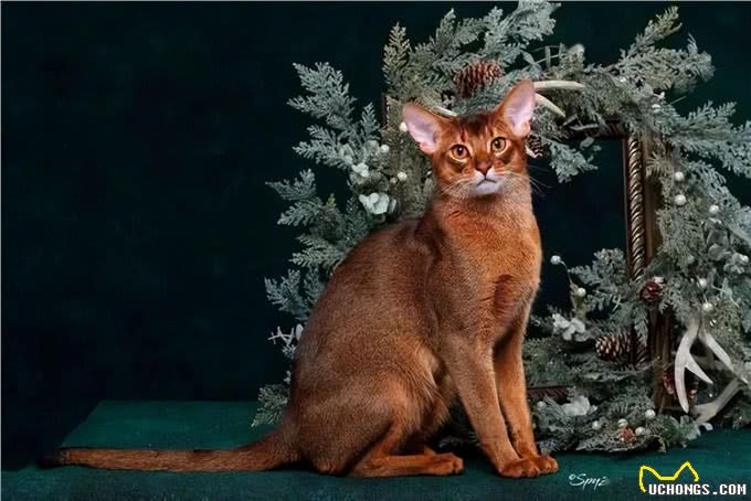 阿比西尼亚猫
