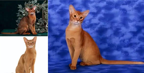 阿比西尼亚猫