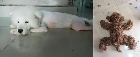 铲屎官，快带本汪去宠物美容师那里做头发!省钱可以别让狗狗受伤