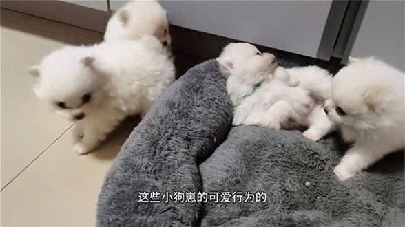惊心动魄的小狗崽＂打架＂