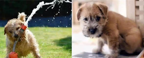 罗福梗犬介绍