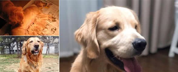 脾气超好的暖男犬金毛也会咬人的几个原因，最后一个让人看完想哭