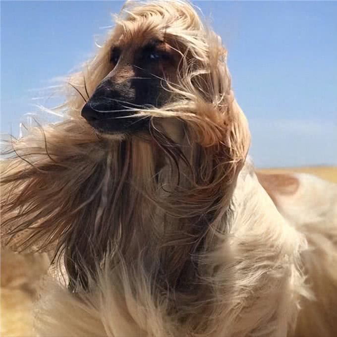 狗狗美毛吃什么食物比较好