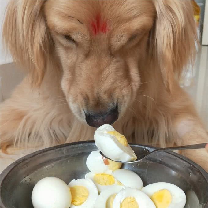 狗狗美毛吃什么食物比较好