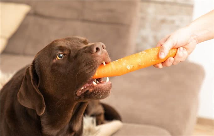 狗狗美毛吃什么食物比较好