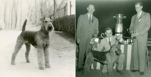 寻根问祖系列:万能梗(AiredaleTerrier)