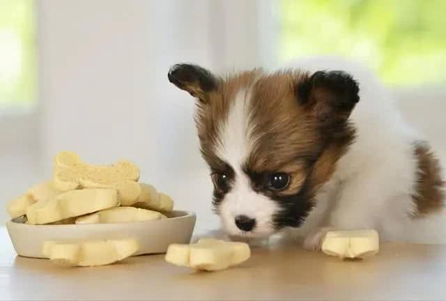 在狗狗眼里，所谓人间美味，就是这几种食物