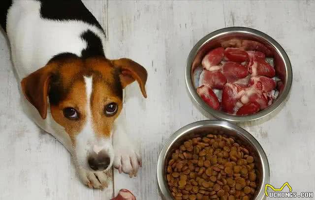 在狗狗眼里，所谓人间美味，就是这几种食物