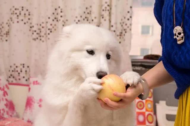 在狗狗眼里，所谓人间美味，就是这几种食物