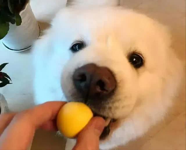 在狗狗眼里，所谓人间美味，就是这几种食物