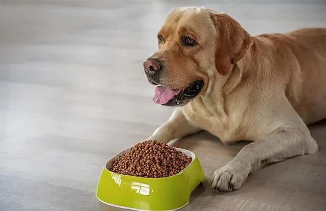 在狗狗眼里，所谓人间美味，就是这几种食物