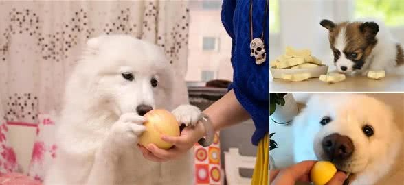 在狗狗眼里，所谓人间美味，就是这几种食物