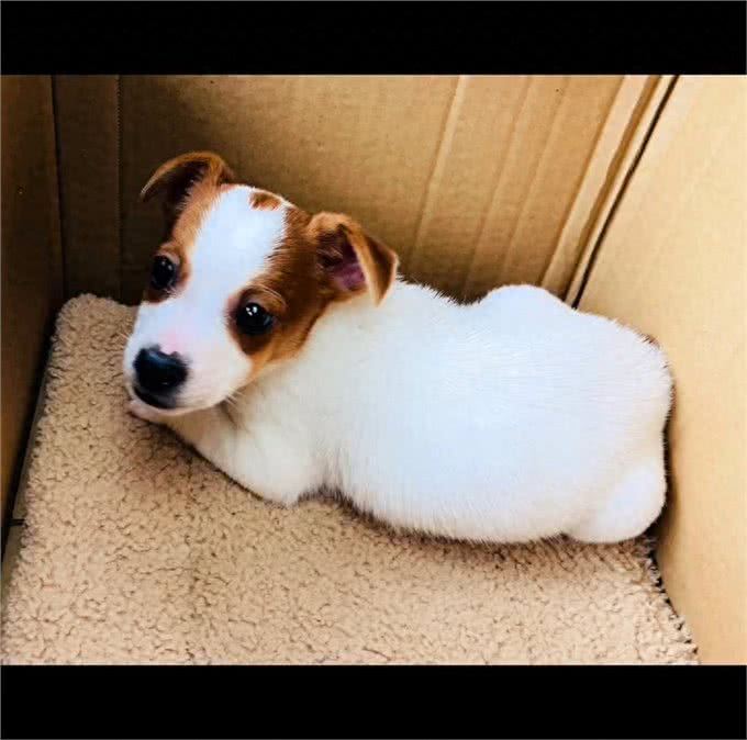 为什么说养捷克罗素梗的人都有内涵?