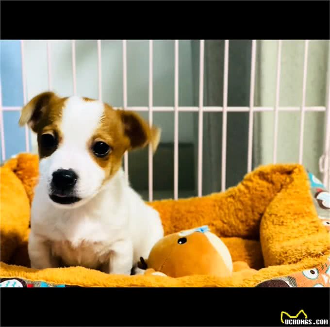 为什么说养捷克罗素梗的人都有内涵?