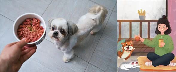 老年犬养护|就这样，一直陪我到老吧