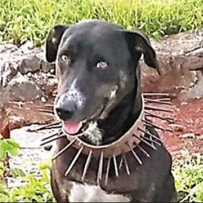 草原猛犬为啥都带刺项圈，不是为美观，而是为保命，对付狼最有效
