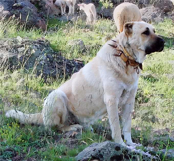 草原猛犬为啥都带刺项圈，不是为美观，而是为保命，对付狼最有效