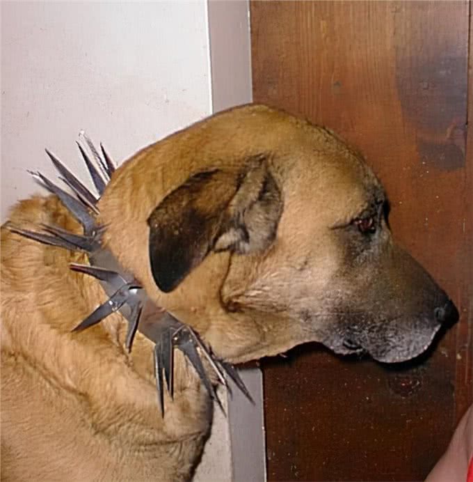 草原猛犬为啥都带刺项圈，不是为美观，而是为保命，对付狼最有效