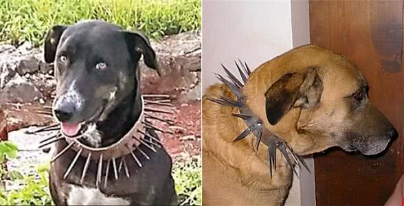 草原猛犬为啥都带刺项圈，不是为美观，而是为保命，对付狼最有效