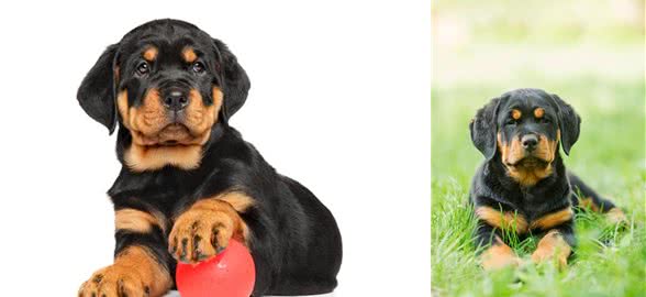 罗威纳十二节养护，给你详细介绍，很多你可能第一次知道