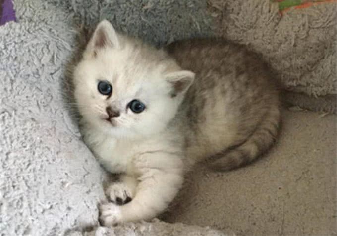 养猫第一步，从品种和年龄观察，教你选择一只适合自己的猫咪