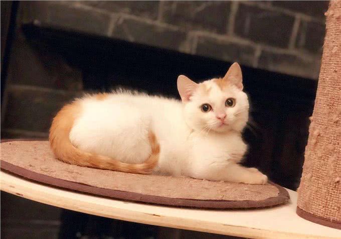 养猫第一步，从品种和年龄观察，教你选择一只适合自己的猫咪