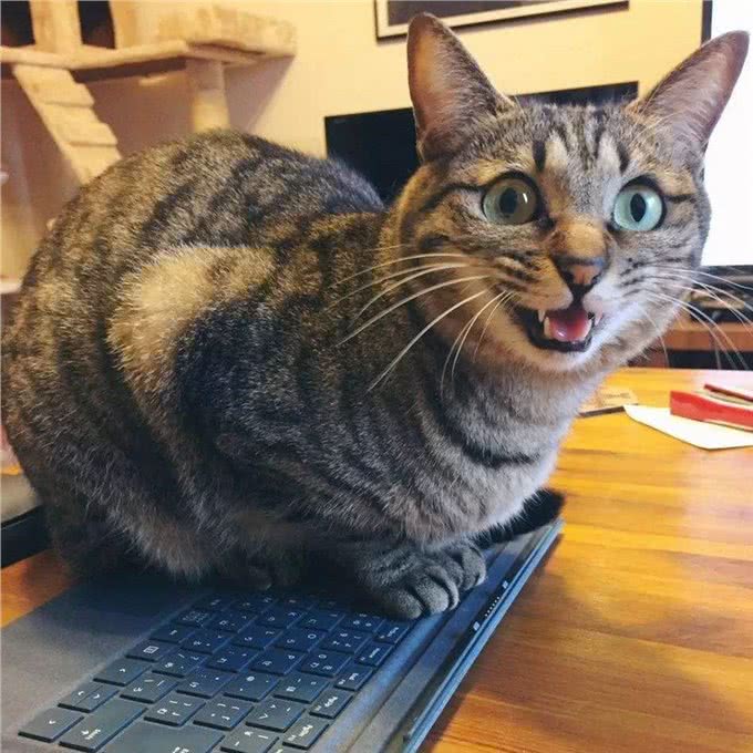 养猫第一步，从品种和年龄观察，教你选择一只适合自己的猫咪