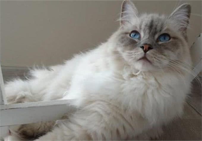 养猫第一步，从品种和年龄观察，教你选择一只适合自己的猫咪