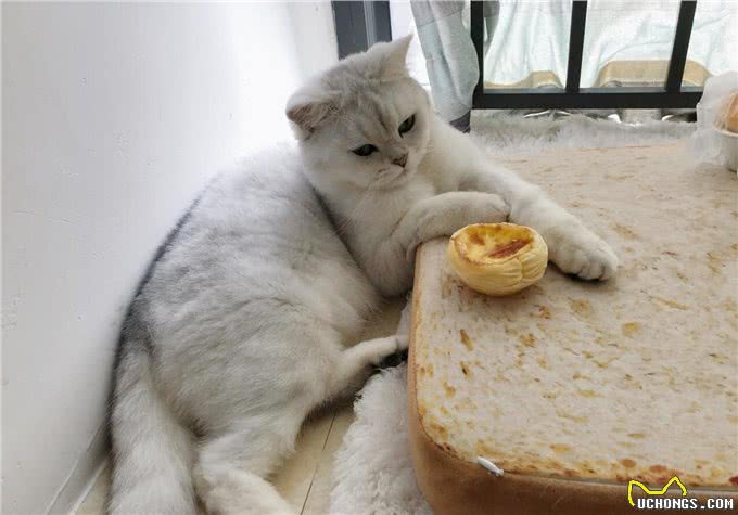 养猫第一步，从品种和年龄观察，教你选择一只适合自己的猫咪