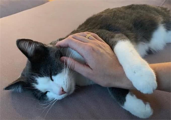 养猫第一步，从品种和年龄观察，教你选择一只适合自己的猫咪