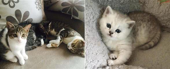 养猫第一步，从品种和年龄观察，教你选择一只适合自己的猫咪