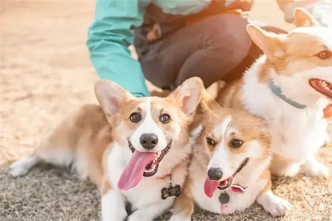 想养柯基犬?饲养柯基犬前不可不知的五大真相雷区