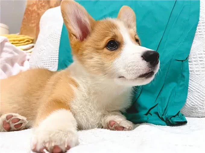 想养柯基犬?饲养柯基犬前不可不知的五大真相雷区